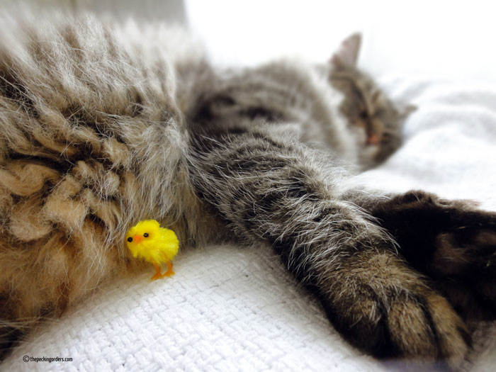 The chicken and I, Pecking Orders, travel, photo, personal, Luigi, cat
