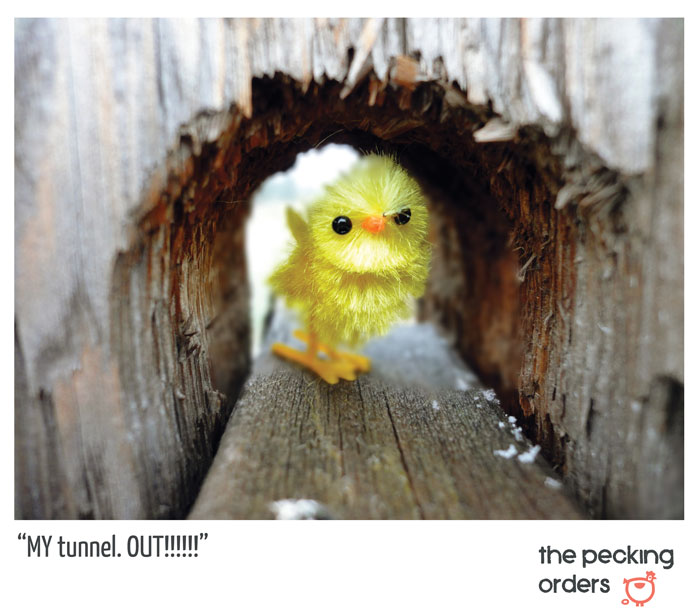 Tunnel, Pecking Orders, chicken, photo, pissed