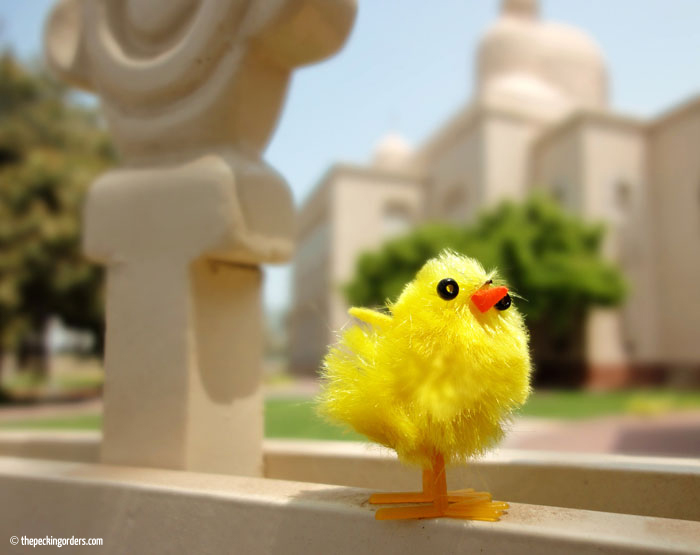 The chicken and I in Dubai, Pecking Orders, travel, mosque, Jumeirah