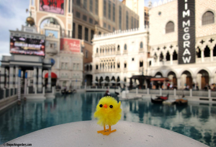 The chicken and I in Vegas, Pecking Orders, travel, photo, Venice