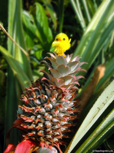 Nicaragua_pineapple