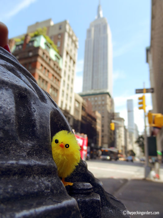 The Chicken in New York, Pecking Orders, chicken, NYC, Empire State Building, photo, travel